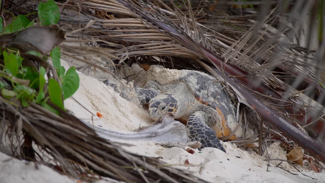 세이 ⁇ 의 마헤 섬의 해변에서 바다 거북이가 해변에 알을 낳는 영상