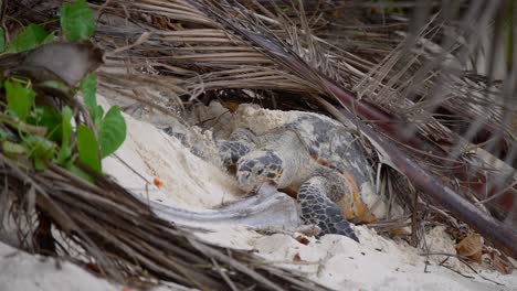 Video-De-Una-Increible-Tortuga-Marina-Yendo-A-Desovar-En-La-Playa-Desde-Una-Playa-En-Mahe-Island-En-Seychelles