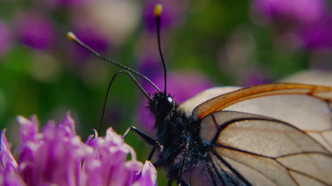 Mariposa se posa delicadamente en una flor morada. Las alas muestran patrones marrones translúcidos con venas negras. Las antenas tocan los pétalos mientras se alimenta. Las flores del fondo se difuminan suavemente con luz cálida