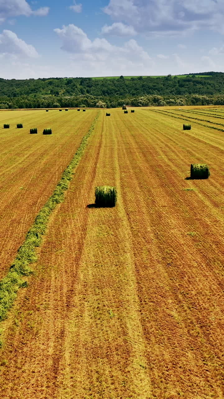 Flying over the field with many green bales on natural background. Grass bales on yellow field near the beautiful green forest under the blue sky. Vertical video