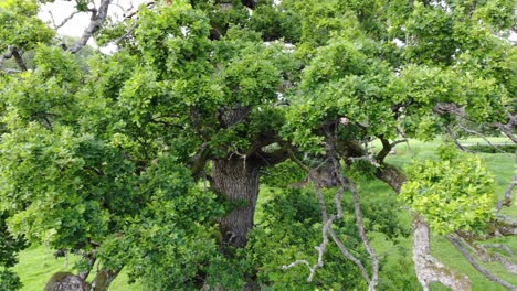 close panning shot of sessile oak tree in green swedish landscape