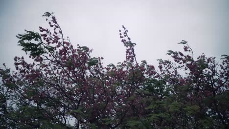 viento que sopla en la copa de un árbol en nicaragua