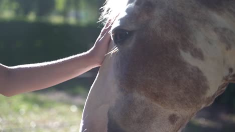 mujeres tocando la cara de los caballos en los establos