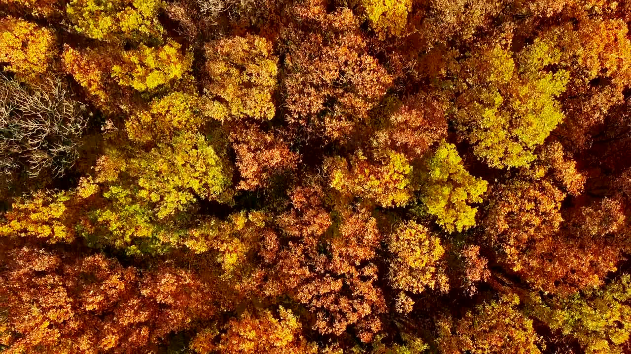despegando desde la cima del bosque de otoño.