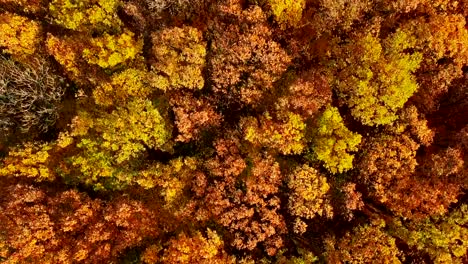 taking off from top of autumn forest.