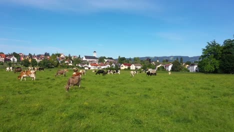 flying through cows and cattle on a big green grass field in germany