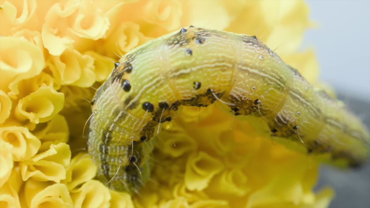 insecto oruga en busca de alimento en la flor