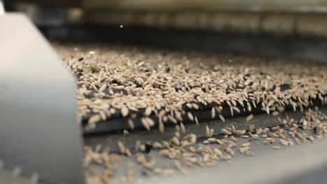 sunflower seeds on a factory conveyor