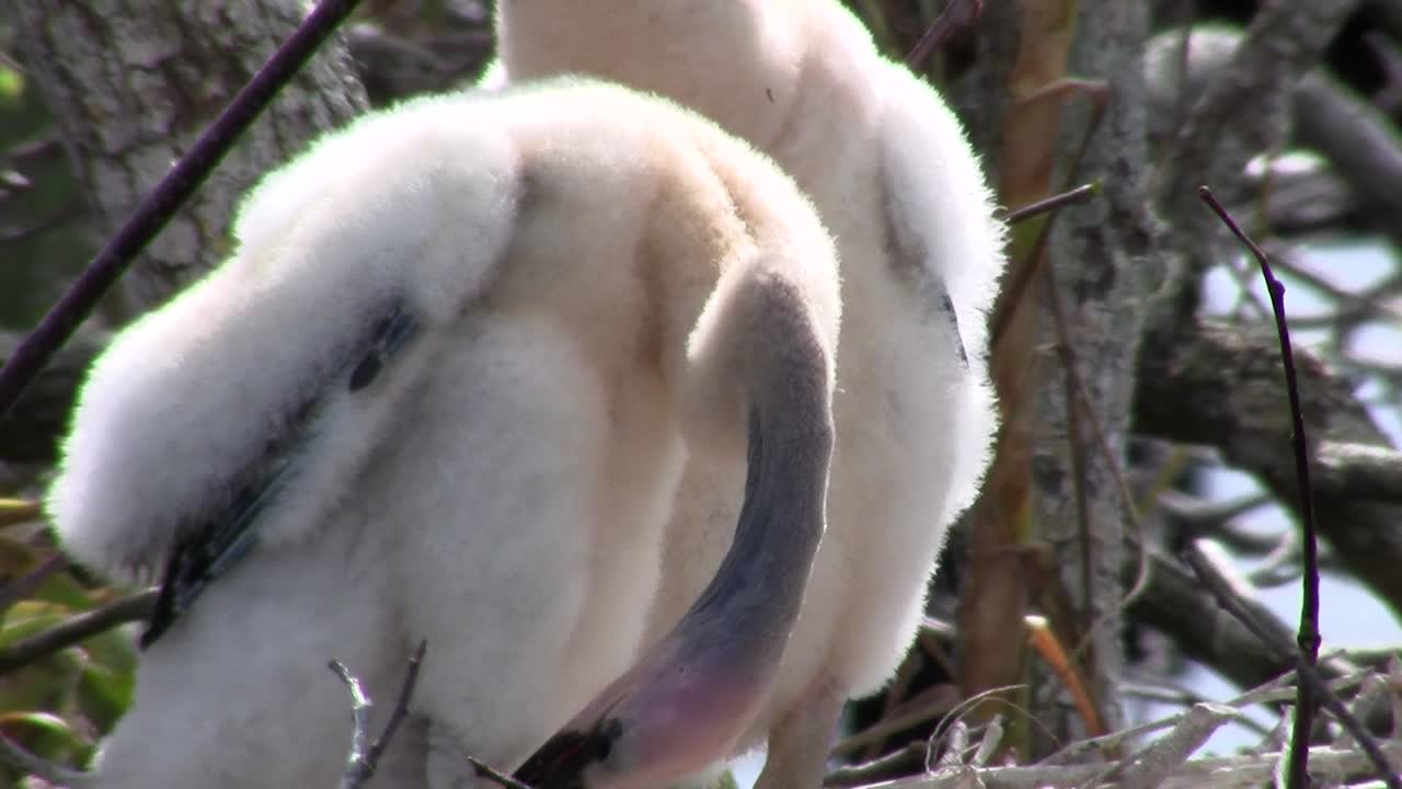 hermosos pájaros blancos y negros que anidan en los everglades 1