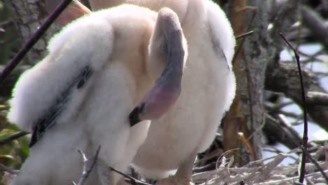 Beautiful-black-and-white-birds-nesting-in-the-Everglades-1