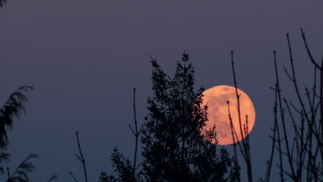 pink full moon glowing with a blue night sky background behind the pine tree leaves - low-angle shot
