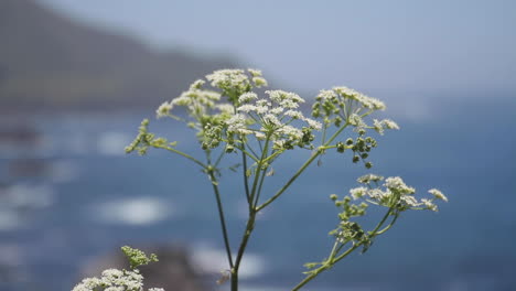 flowers blowing in wind along beach on pacific coast highway california