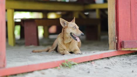 Perro-Callejero-De-La-Playa-Acostado-Mirando-A-La-Cámara-Jadeando