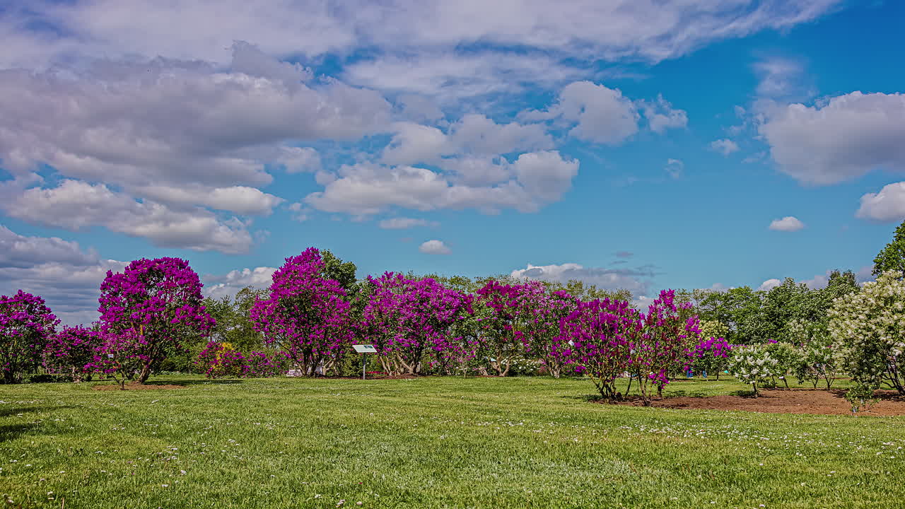 impresionante lapso de tiempo de un campo con flores de cerezo y otras flores con gente y nubes pasando en un buen día