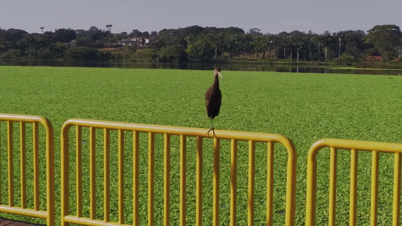 Ibis faccianuda (Phimosus infuscatus) si posa su una ringhiera di sicurezza gialla sopra un denso giacinto d'acqua (Eichhornia crassipes) a Chapada dos Veadeiros, Alto Paraiso de Goias, Goias, Brasile, ripreso a mano.