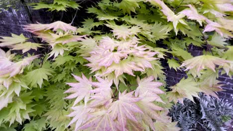 acer shirasawanum japanese maple autumn moon