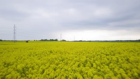 Sobrevuelo-Aéreo-Floreciente-Campo-De-Colza,-Volando-Sobre-Exuberantes-Flores-Amarillas-De-Canola,-Paisaje-Idílico-De-Agricultores-Con-Línea-Eléctrica-De-Alto-Voltaje,-Día-Nublado,-Tiro-Bajo-De-Drones-Avanzando