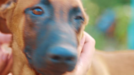 women petting malinois belgian shepherd dog, close up on face