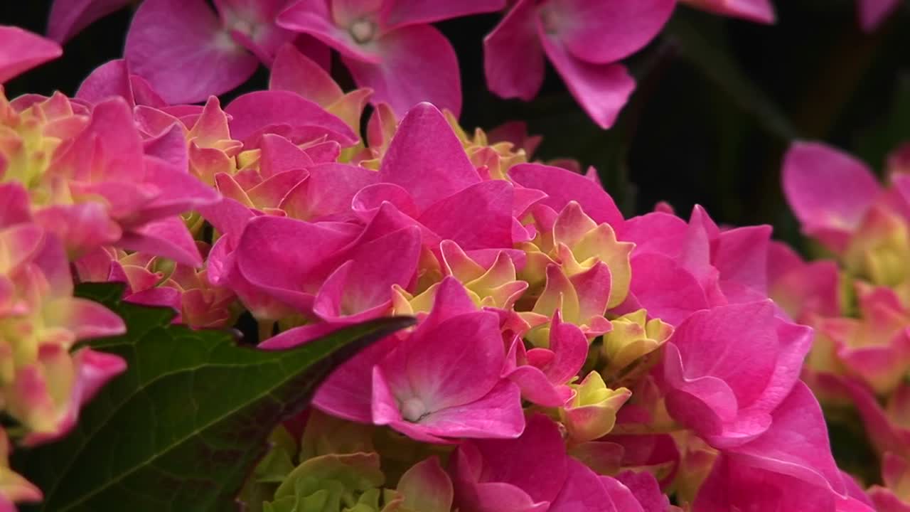 캘리포니아 숲에 피는 핑크 야생화의 근접 촬영