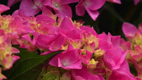 Closeup-Of-Pink-Wildflowers-Blooming-In-A-California-Forest