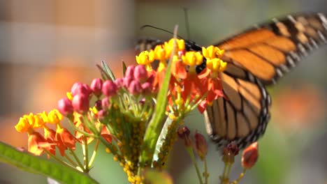 Mariposa-Monarca-En-Una-Flor-De-Algodoncillo-Nativo