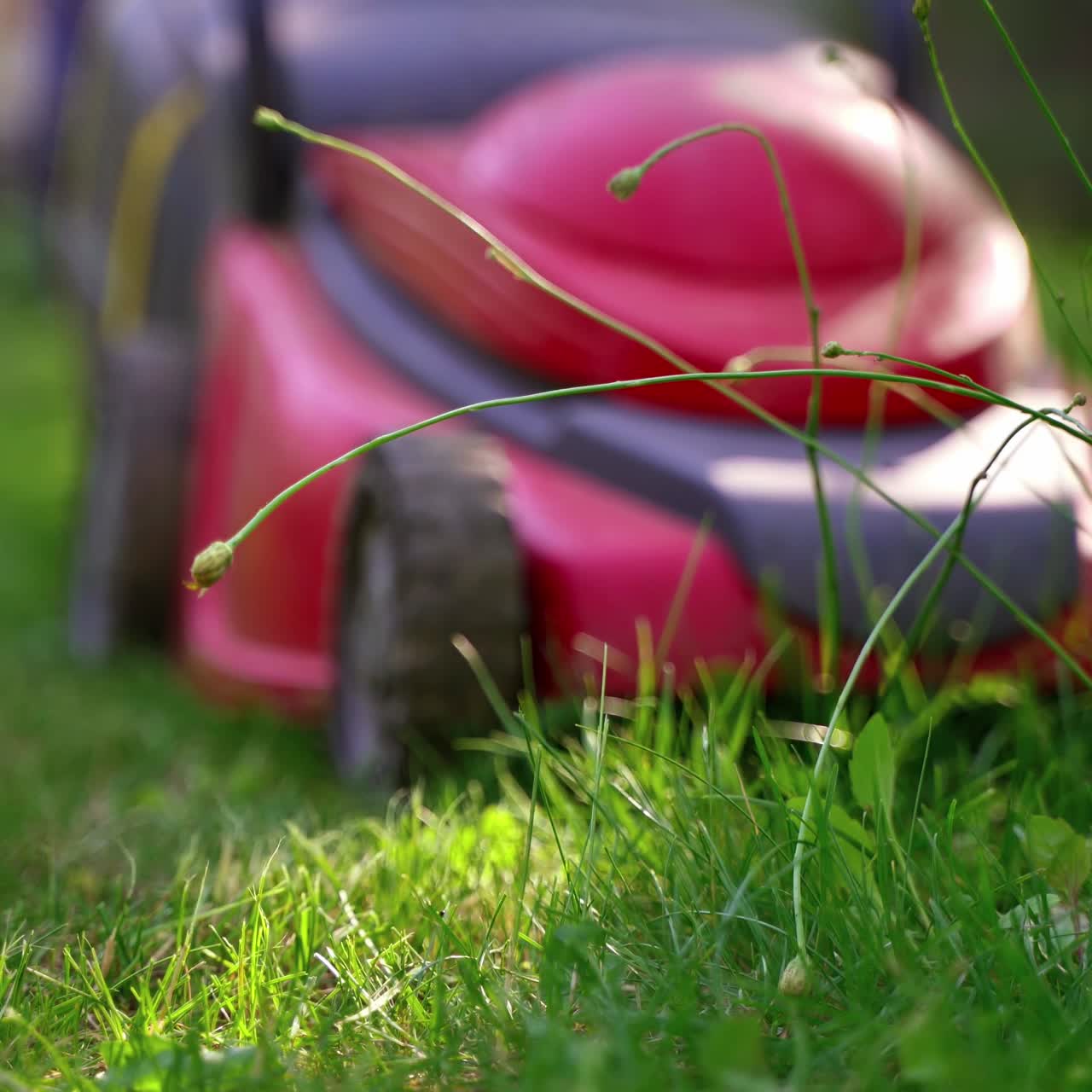 Garden work in summer. Green grass on blur lawn mower background. Motor machine cutting grass. Close-up.