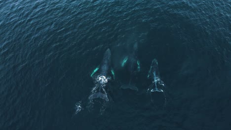 three humpback whales migrating through carlsbad canyon, baby, aerial view