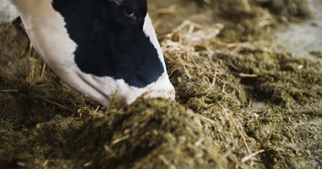 granero moderno con vacas lecheras comiendo vacas de heno alimentándose en la granja lechera 1