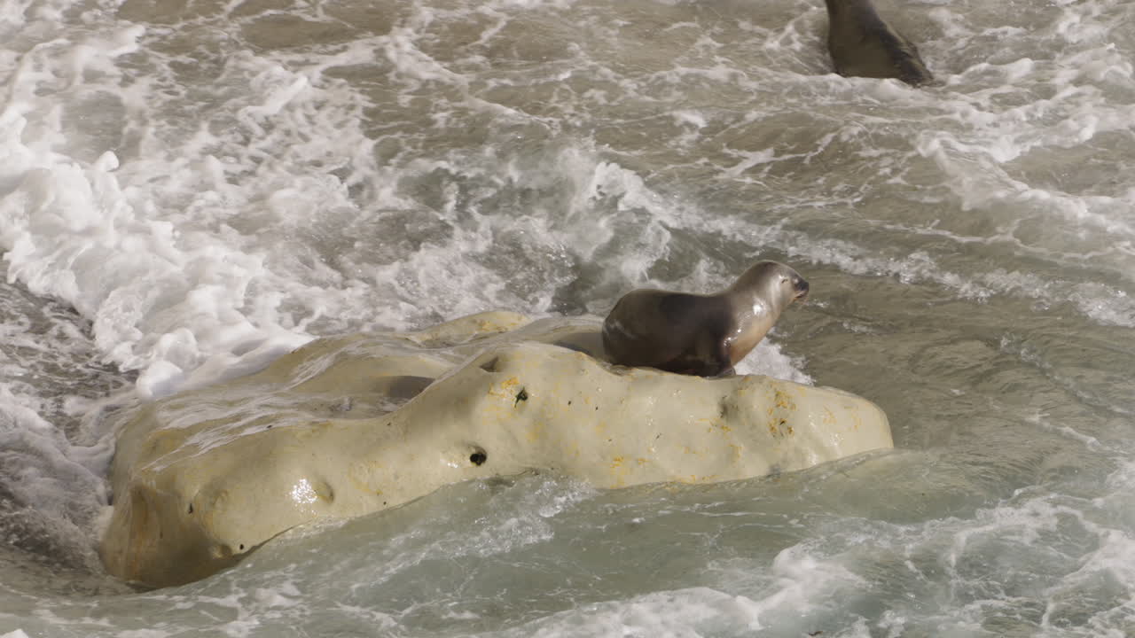 Cute sea lion sitting on large rock near breaking ocean waves, Península Valdés, Patagonia, Chubut Province, Argentina