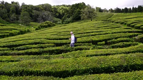 male backpacker walking in green tea plantation shrub rows, drone shot