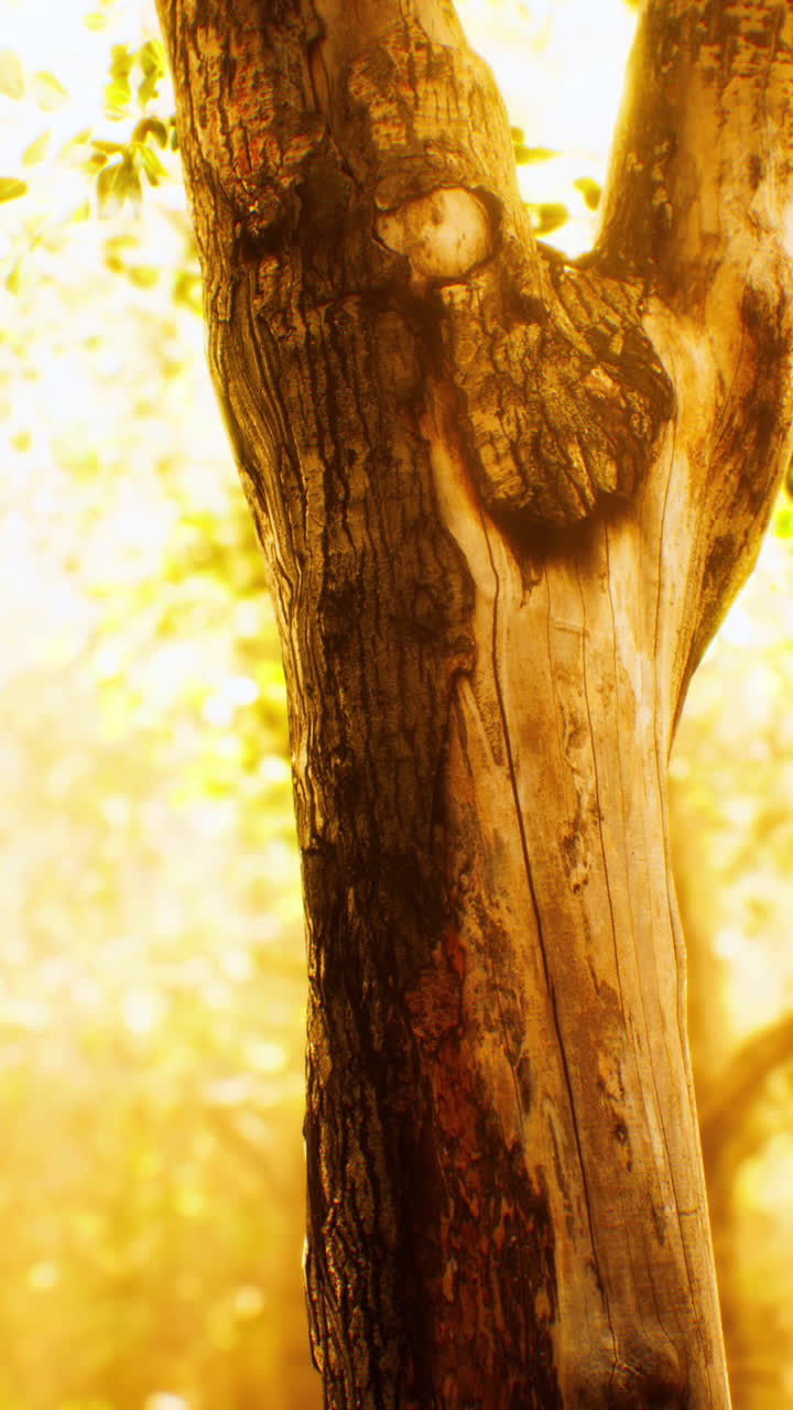 황금빛의 빛 아래 날씨에 싸인 나무 줄기의 클로즈업