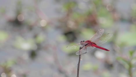 red dragonfly resting on a stick in sharp focus with a mix of green, blue and red in the background