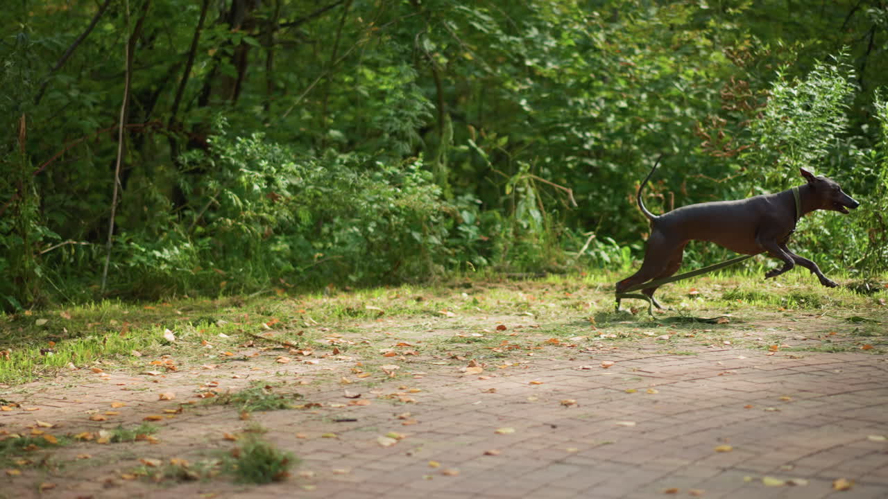 Boy Swiftly Chases Lively Dog, Enthusiastic Young Boy And Spirited Dog Dash Through Sunlight Trail, Bright Outdoor Scene Showing Boy Chasing Lively Dog With Energetic Leaps Along Sunlit Path