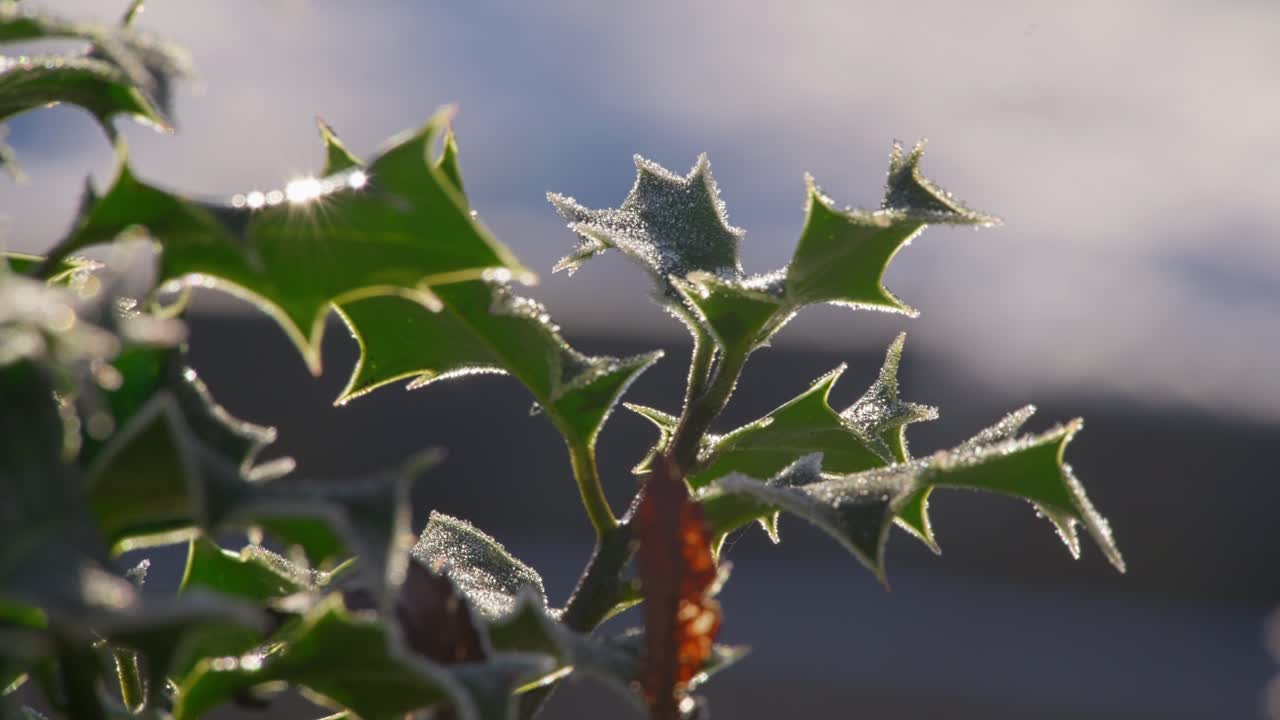 寒い冬の映像朝の凍りで覆われた熟した赤いベリーを持つホリーブッシュ