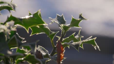 Kalte-Winteraufnahmen-Eines-Stechpalmenstrauchs-Mit-Reifen-Roten-Beeren,-Die-Von-Morgenfrost-Bedeckt-Sind