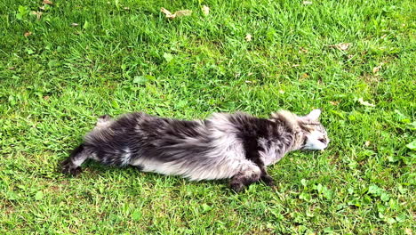 a maine coon cat joyfully relaxes and rolls around on a lush green grassland, enjoying the outdoors.