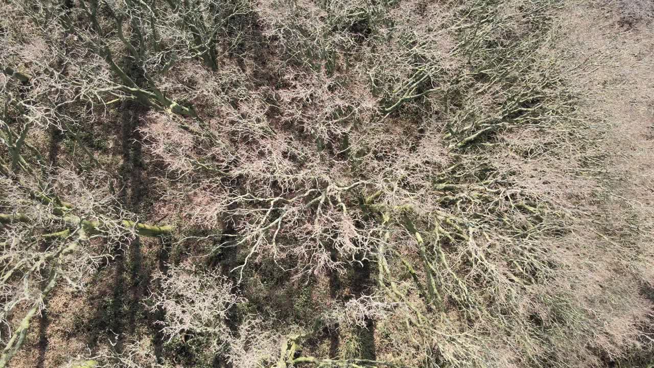 겨울에 벌거벗은 숲 위에서 공중 관점 4k