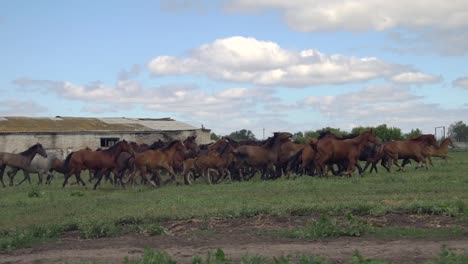 caballos corriendo en un campo