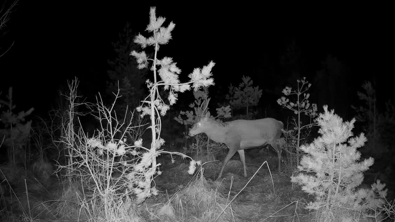 олень-красный (cervus elaphus) зафиксирован на камере, подозрительно оглядывающийся вокруг. саарема, эстония.