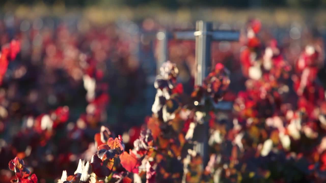 캘리포니아 포도원 1에서 다채로운 붉은 잎의 선택적 초점 샷