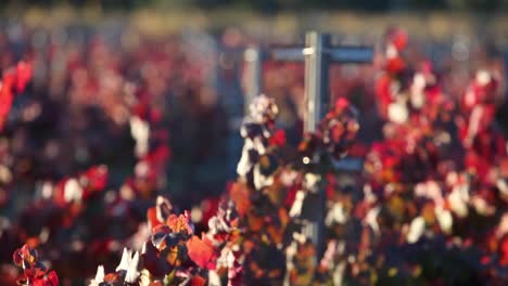 selective focus shot of colorful red leaves in a california vineyard 1