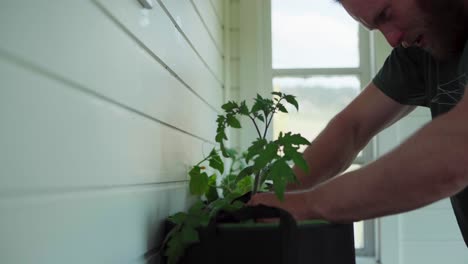 man transplanting indoor plants - close up