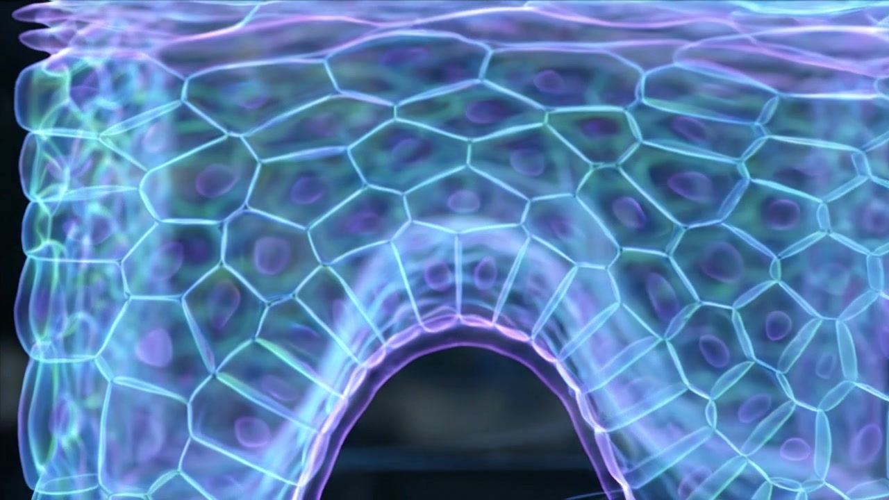 Human brain cross section model with illuminated blue neural pathways