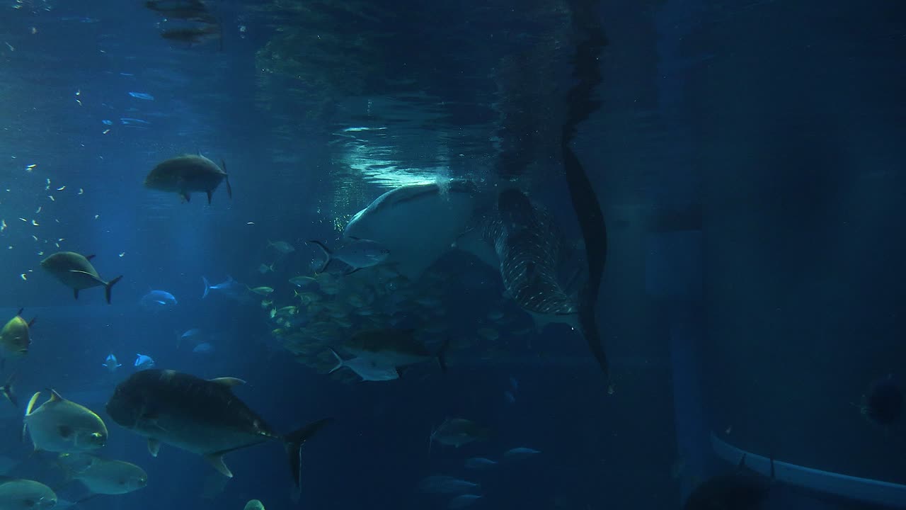 tiburón ballena nadando con varias especies de peces