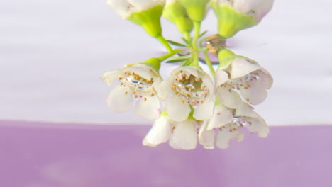 white flowers underwater