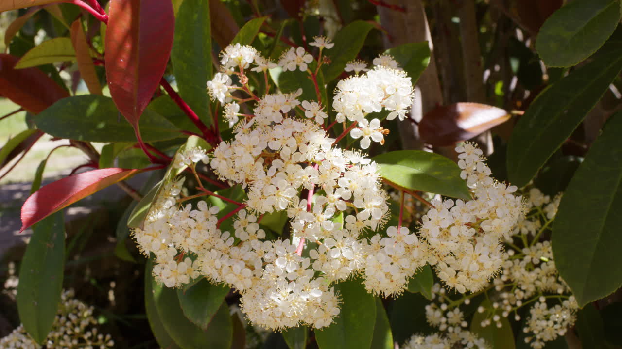 vista general estática media de racimos de flores con pequeñas hormigas que se arrastran para comer néctar