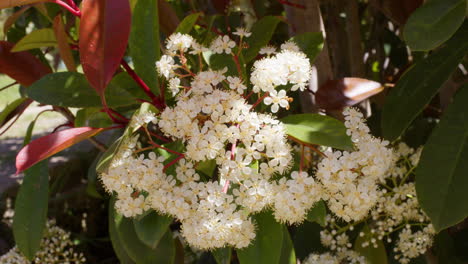 medium static overview of flower bundles with small ants crawling to eat nectar