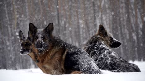 sheepdog. dogs of the shepherd breed run through the snow