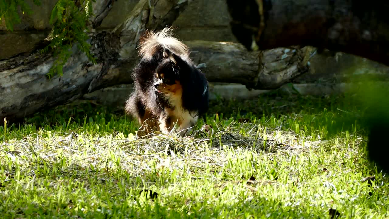 un perro chihuahua caminando por la hierba verde