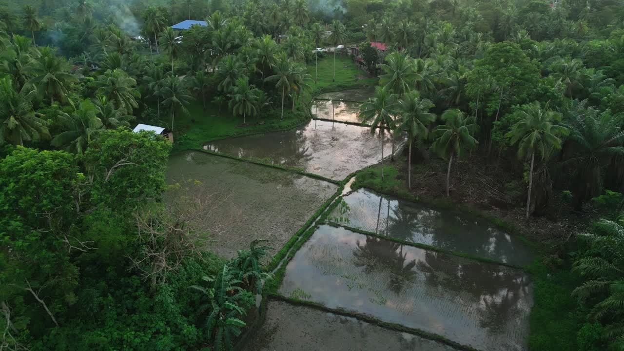 숲 속 에 있는 이국적 인 장소 에 있는   농장, 필리핀